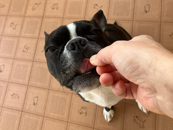 小型犬ボストンテリアペットホテル