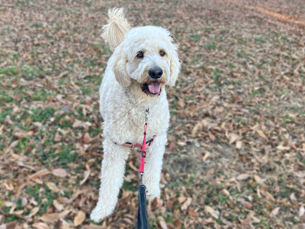 超大型犬ゴールデンドゥードルペットホテル
