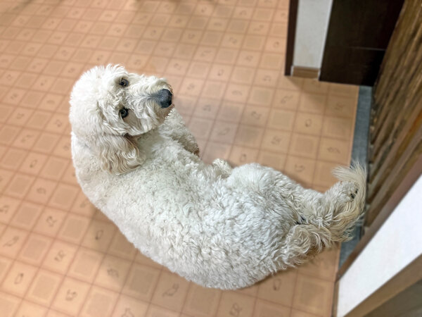 超大型犬ゴールデンドゥードルペットホテル