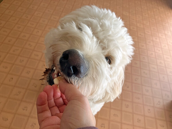 超大型犬ゴールデンドゥードルペットホテル