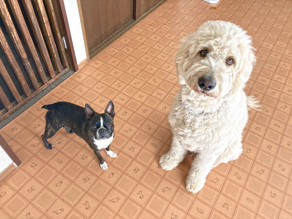 超大型犬ゴールデンドゥードルペットホテル