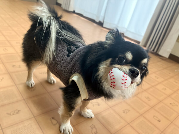 チワワ×マルチーズ小型犬ペットホテル