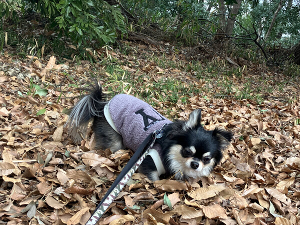 チワワ×マルチーズ小型犬ペットホテル