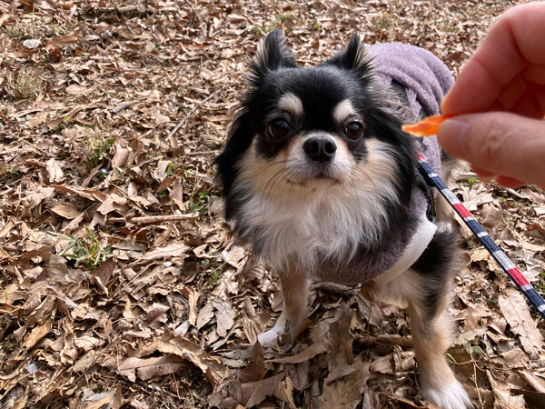 チワワ×マルチーズ小型犬ペットホテル