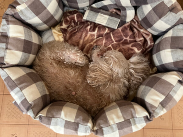 小型犬トイプードルペットホテル