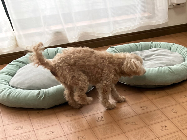 小型犬トイプードルペットホテル