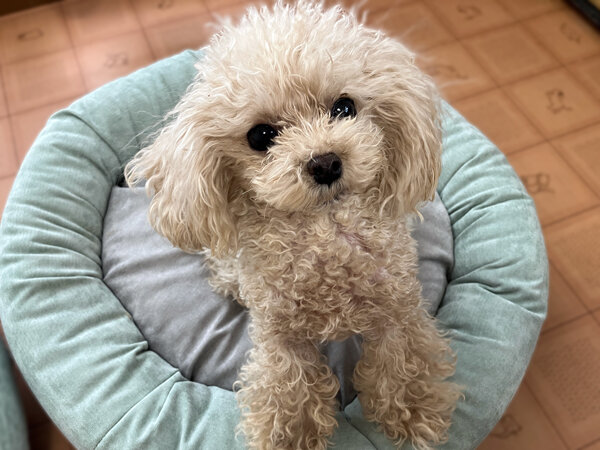 小型犬トイプードルペットホテル