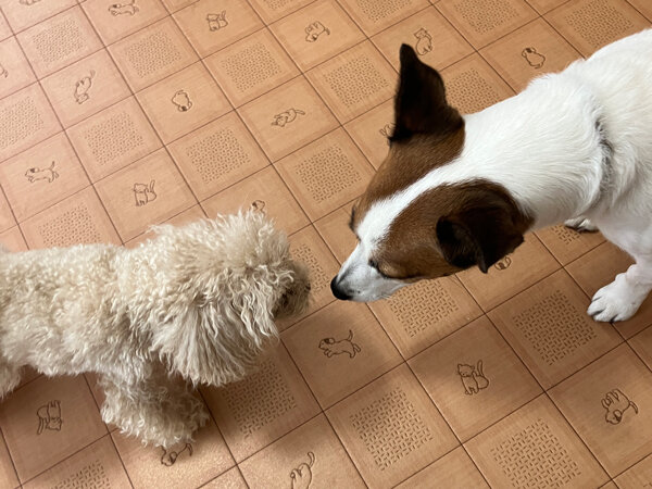 小型犬トイプードルペットホテル