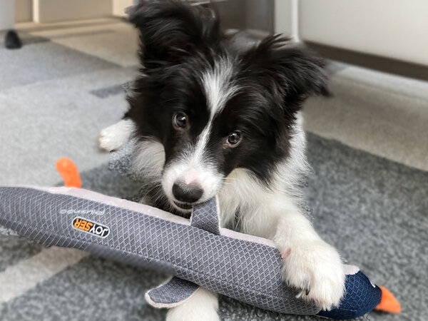 ボーダーコリーの仔犬ペットシッター