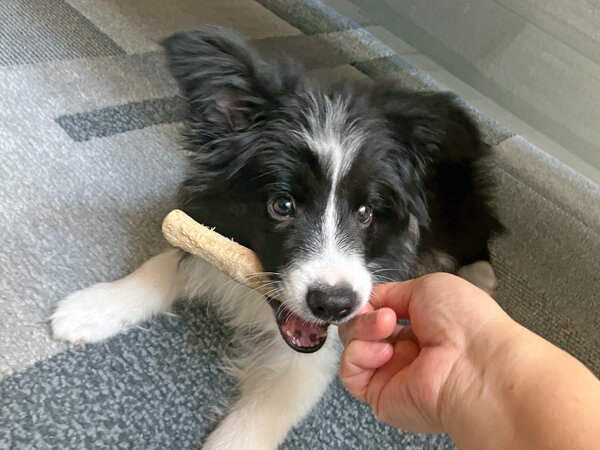 ボーダーコリーの仔犬ペットシッター