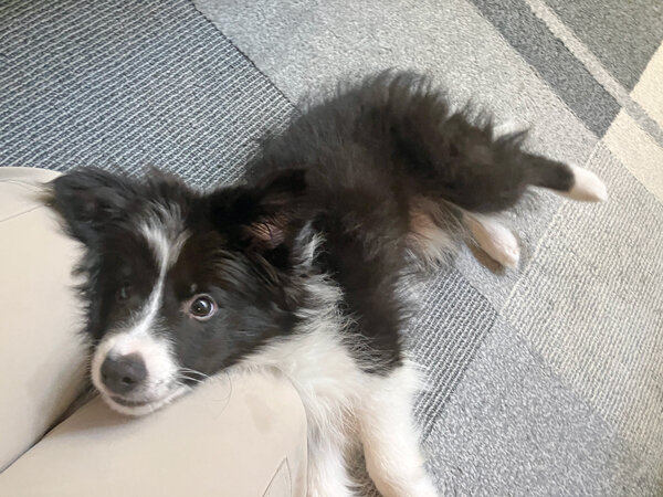 ボーダーコリーの仔犬ペットシッター