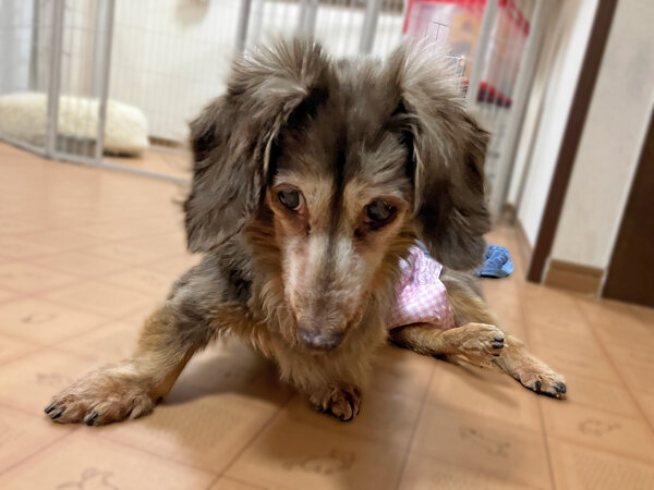 小型犬ミニチュアダックスフンドペットホテル