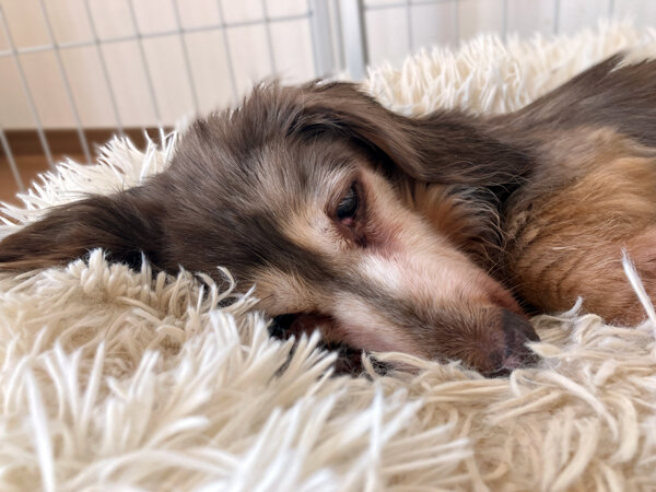 小型犬ミニチュアダックスフンドペットホテル