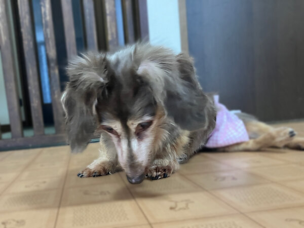 小型犬ミニチュアダックスフンドペットホテル