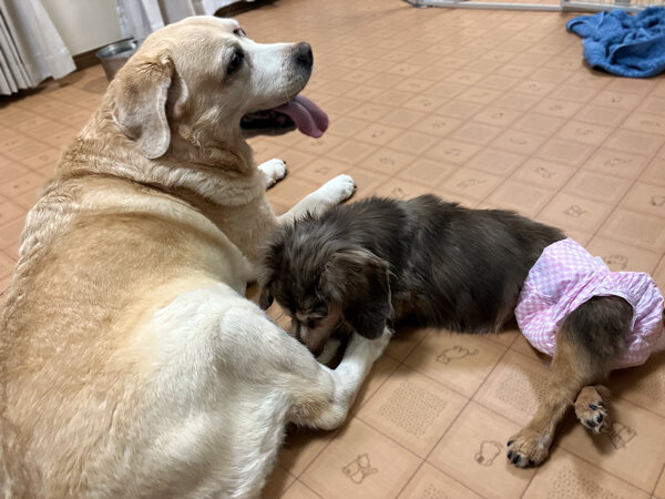 小型犬ミニチュアダックスフンドペットホテル