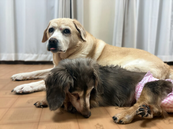 大型犬ゴールデンレトリバーペットホテル