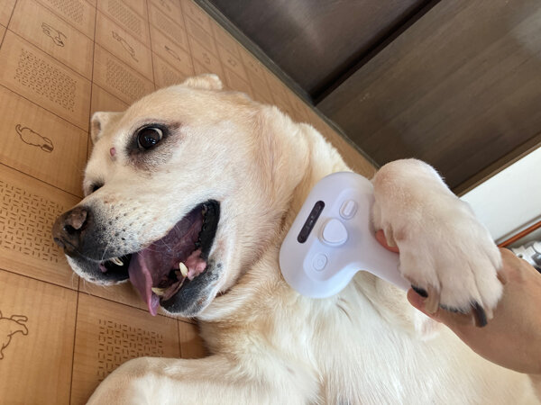 大型犬ゴールデンレトリバーペットホテル