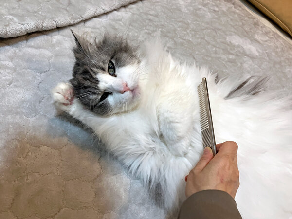 ノルウェージャンフォレスト猫ペットシッター