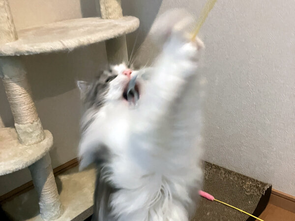 ノルウェージャンフォレスト猫ペットシッター