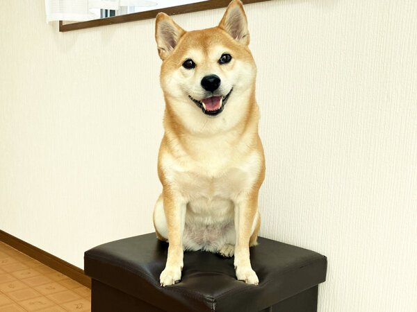 小型犬豆柴犬ペットホテル