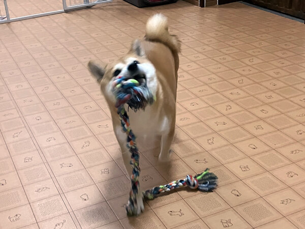 小型犬豆柴犬ペットホテル