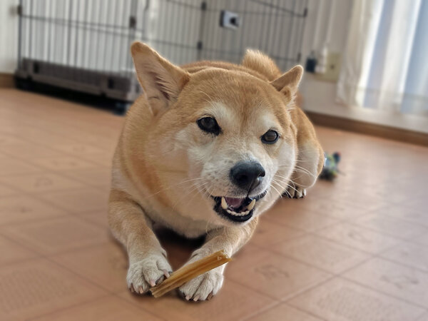 小型犬豆柴犬ペットホテル