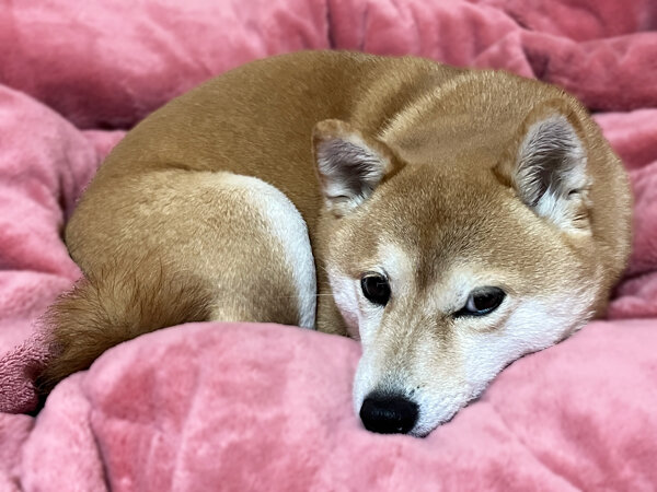 小型犬豆柴犬ペットホテル
