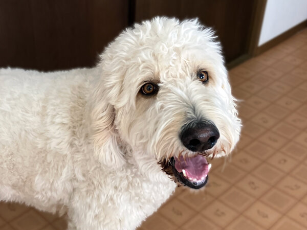 大型犬ゴールデンドゥードルペットホテル