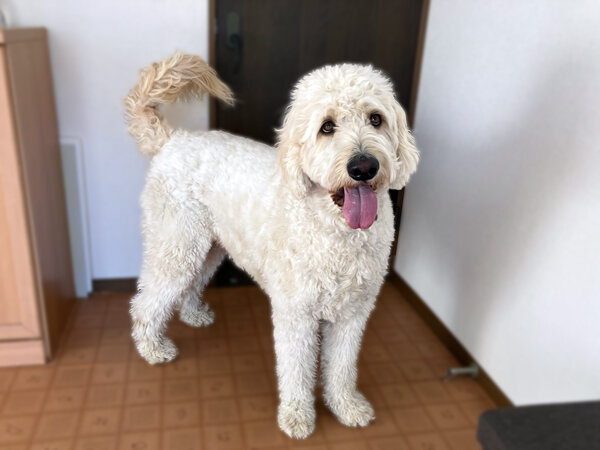 大型犬ゴールデンドゥードルペットホテル