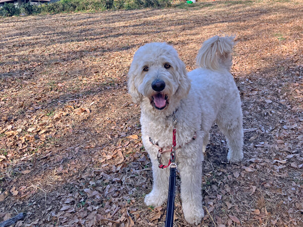 大型犬ゴールデンドゥードルペットホテル