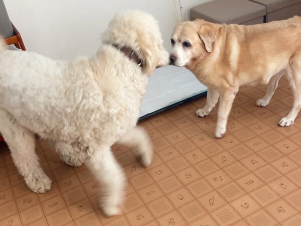 大型犬ゴールデンドゥードルペットホテル