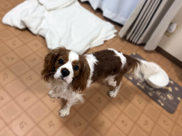 小型犬キャバリアペットホテル