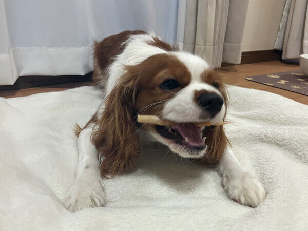 小型犬キャバリアペットホテル