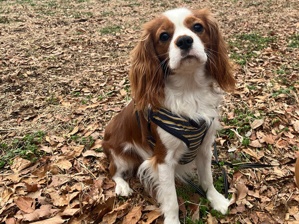 小型犬キャバリアペットホテル