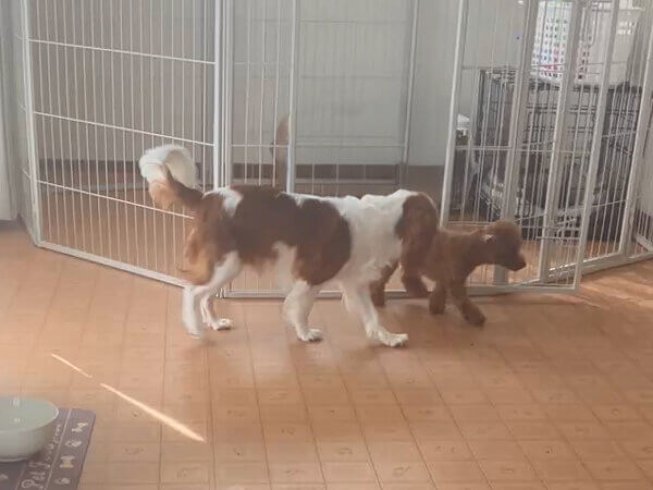 小型犬キャバリアペットホテル