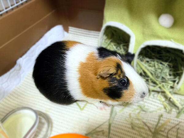 小動物モルモットペットシッター