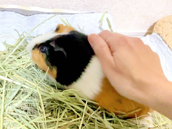 小動物モルモットペットシッター