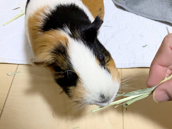 小動物モルモットペットシッター