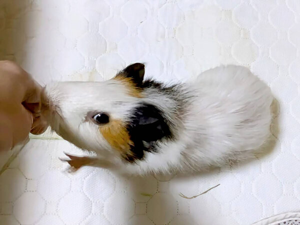 小動物モルモットペットシッター