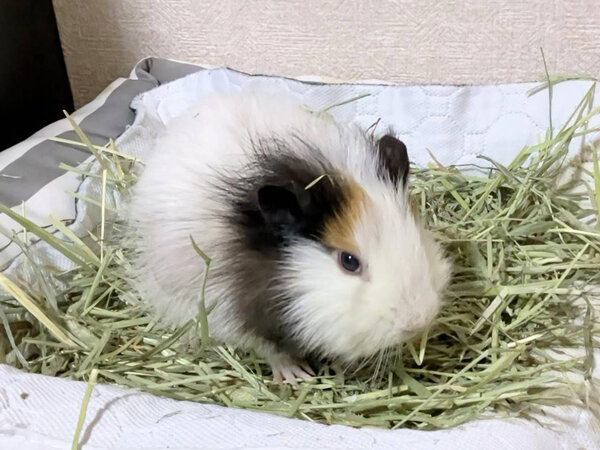 小動物モルモットペットシッター