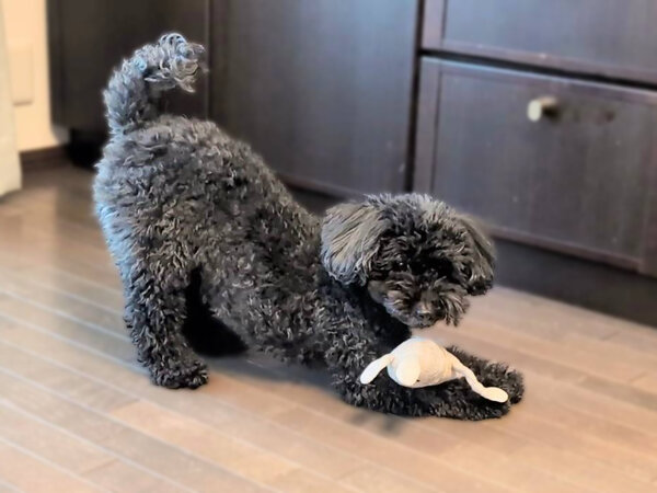小型犬トイプードルペットシッター