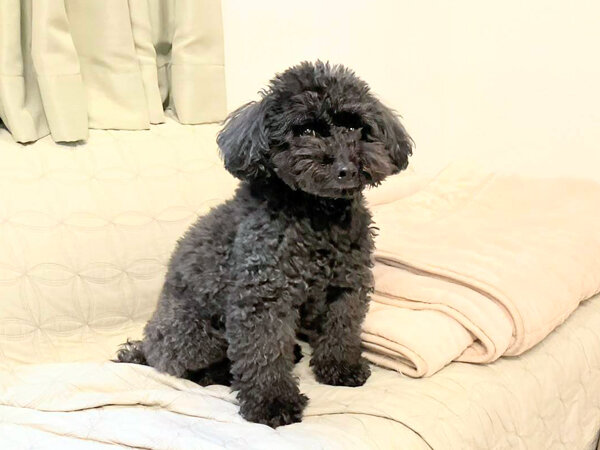 小型犬トイプードルペットシッター