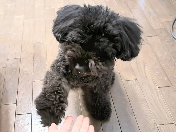 小型犬トイプードルペットシッター