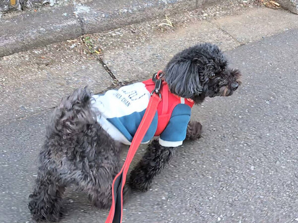 小型犬トイプードルペットシッター
