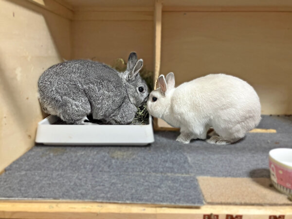 小動物うさぎペットシッター