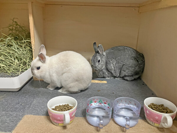 小動物うさぎペットシッター