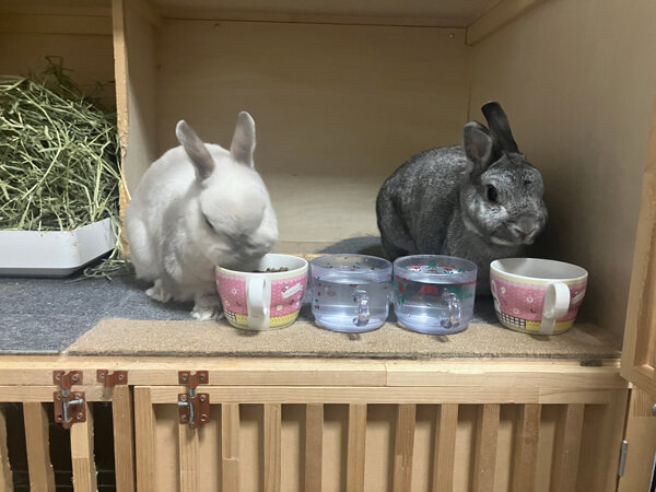 小動物うさぎペットシッター