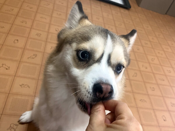 小型犬ポメラニアン×シベリアンハスキーMIX犬ペットホテル