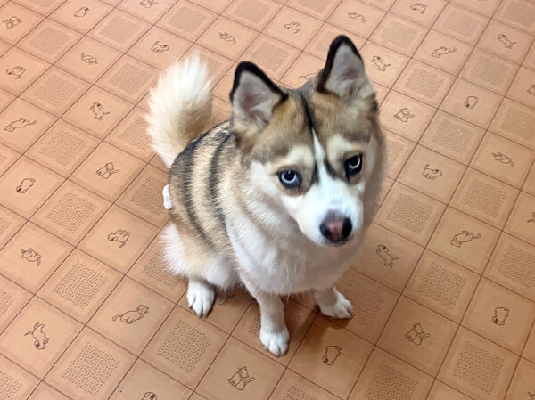 小型犬ポメラニアン×シベリアンハスキーMIX犬ペットホテル