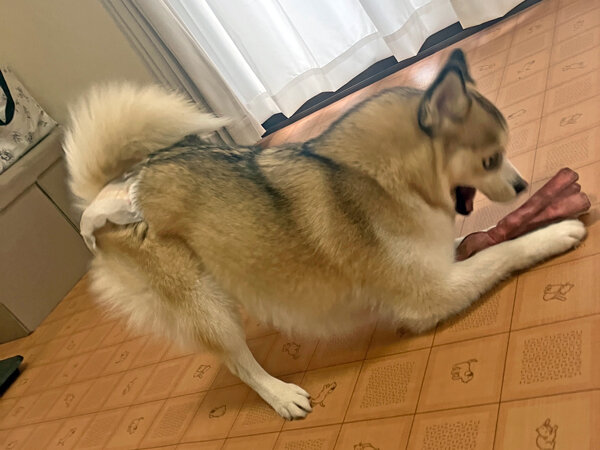 小型犬ポメラニアン×シベリアンハスキーMIX犬ペットホテル